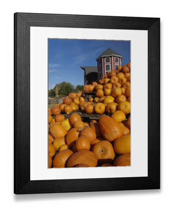 Framed Print : Pumpkins on farm in autumn near Concord, Massachusetts Framed Print : Pumpkins on farm in autumn near Concord, Massachusetts