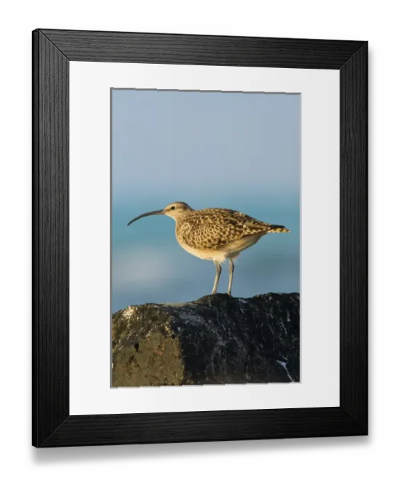 Framed Print : North America, Northwestern Hawaiian Islands, Midway Atoll. Bristle-thighed curlew Framed Print : North America, Northwestern Hawaiian Islands, Midway Atoll. Bristle-thighed curlew