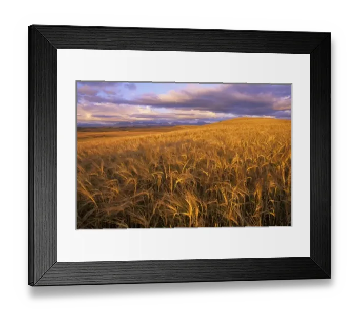 Framed Print : Mature field of barley along the Rocky Mountain Front near Dupuyer Montana Framed Print : Mature field of barley along the Rocky Mountain Front near Dupuyer Montana
