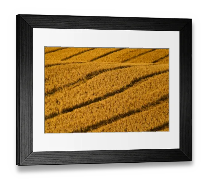 Framed Print : Patterns in freshly harvested wheat field made by combine wheels neat Kalispell Montana