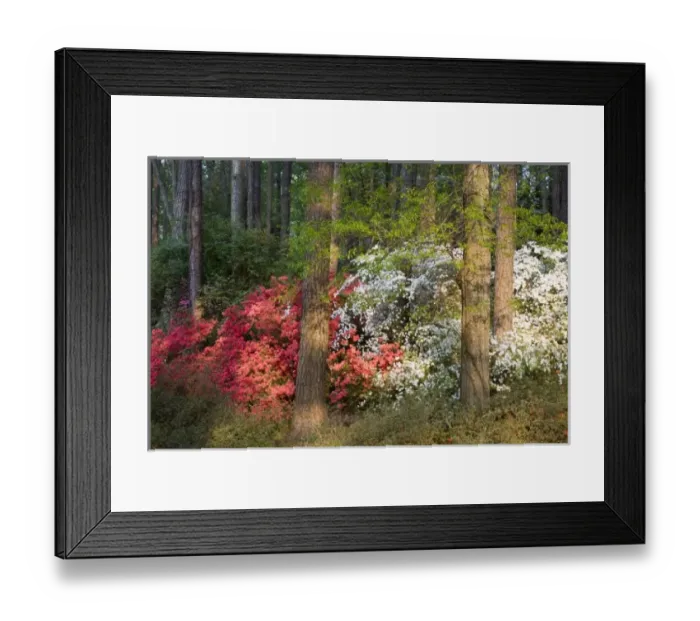 Framed Print : USA, Georgia, Pine Mountain. Evening glow in an azalea forest