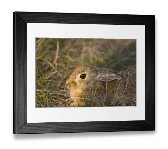 Framed Print : Eastern cottontail rabbit at Benton Lake NWR near Great Falls Montana Framed Print : Eastern cottontail rabbit at Benton Lake NWR near Great Falls Montana