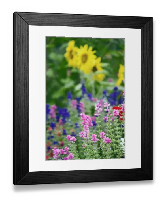 Framed Print : Unknown. Flower garden, Rockport, Maine