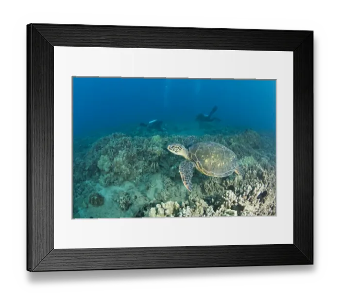 Framed Print : The Green Sea Turtle, (Chelonia mydas), is the largest hard-shelled sea turtle, Turtle Framed Print : The Green Sea Turtle, (Chelonia mydas), is the largest hard-shelled sea turtle, Turtle