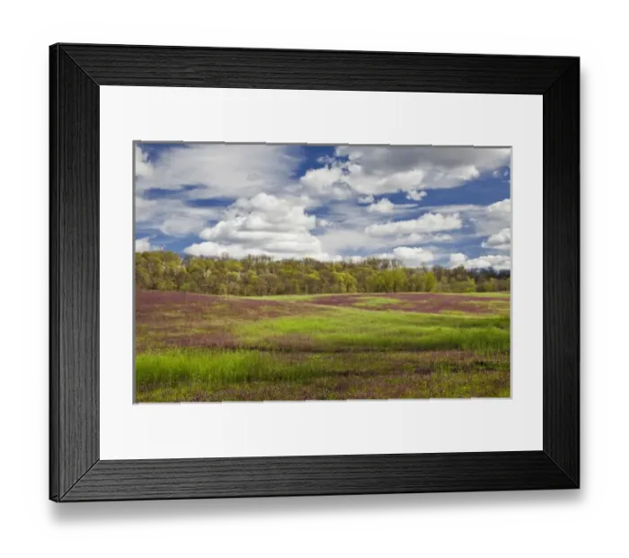 Framed Print : Large field of Henbit flowers in full bloom, Kentucky Framed Print : Large field of Henbit flowers in full bloom, Kentucky