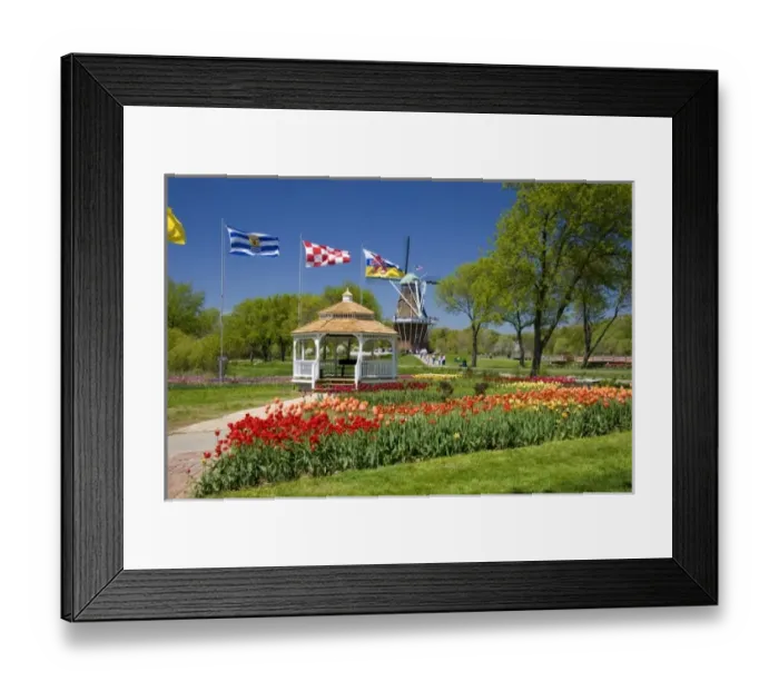 Framed Print : Windmill Island park with tulips in bloom at Holland, Michigan Framed Print : Windmill Island park with tulips in bloom at Holland, Michigan