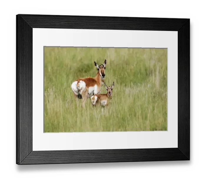 Framed Print : USA, North America, Montana Framed Print : USA, North America, Montana