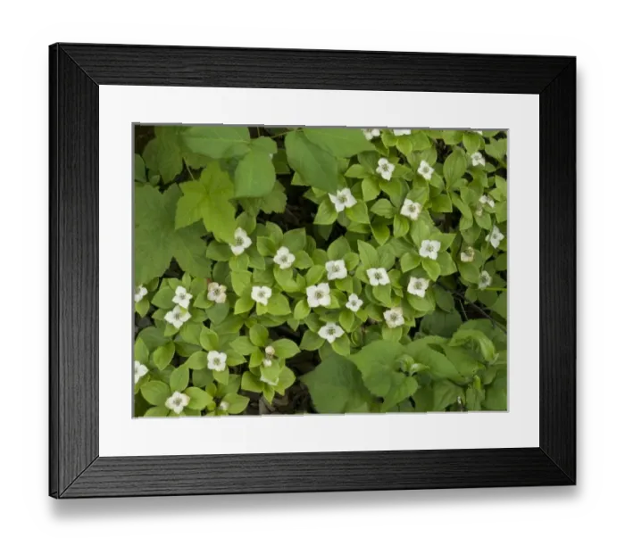 Framed Print : USA, Minnesota, Gooseberry Falls State Park, bunchberry, Cornus canadensis Framed Print : USA, Minnesota, Gooseberry Falls State Park, bunchberry, Cornus canadensis