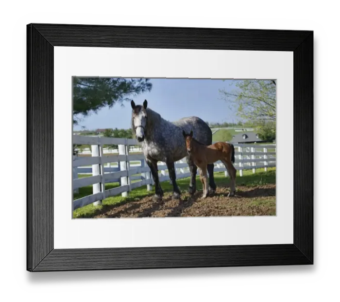 Framed Print : Mare and young colt in paddock, Kentucky Horse Park, Lexington, Kentucky Framed Print : Mare and young colt in paddock, Kentucky Horse Park, Lexington, Kentucky