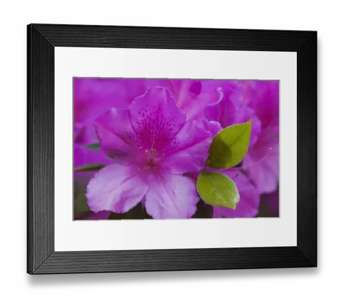 Framed Print : USA, North America, Georgia, Savannah. Azaleas bloomimg in the spring Framed Print : USA, North America, Georgia, Savannah. Azaleas bloomimg in the spring