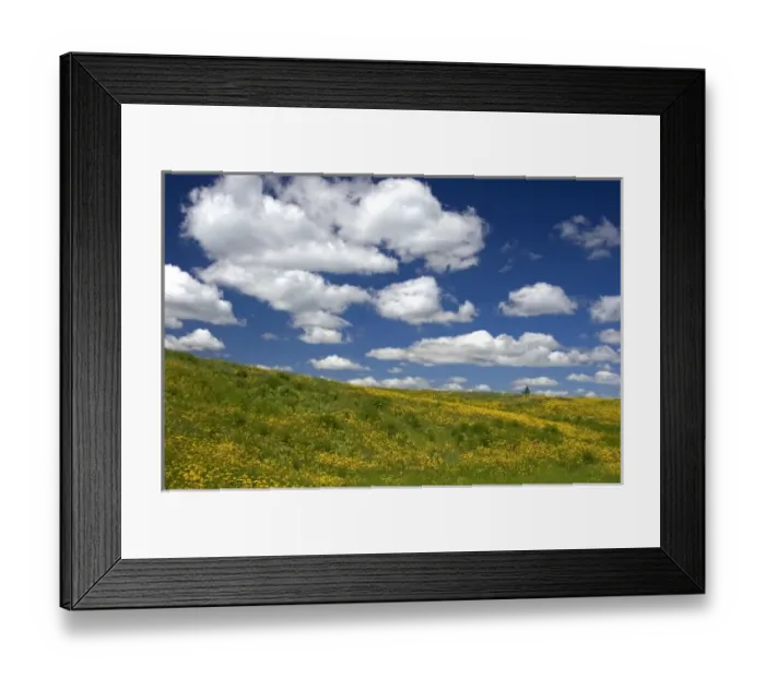 Framed Print : Yellow wildflowers on a hillside near Harrison, Idaho Framed Print : Yellow wildflowers on a hillside near Harrison, Idaho