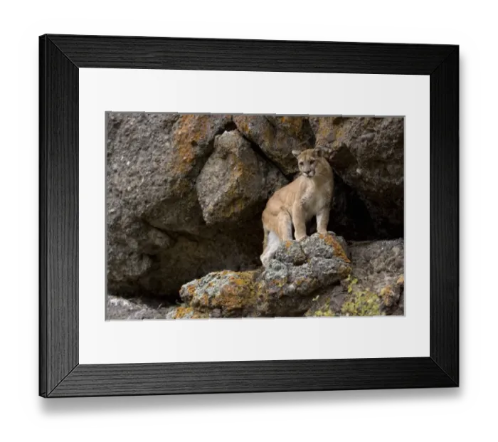 Framed Print : USA, North America, Montana Framed Print : USA, North America, Montana