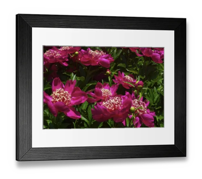 Framed Print : USA, Massachusetts, Boylston, Tower Hill Botanic Garden, paeonies in bloom Framed Print : USA, Massachusetts, Boylston, Tower Hill Botanic Garden, paeonies in bloom