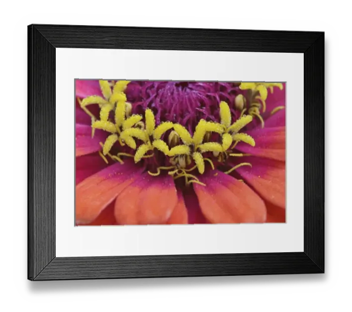 Framed Print : Close-up of Common Zinnia flower, Zinnia elegans, Rockport, Maine