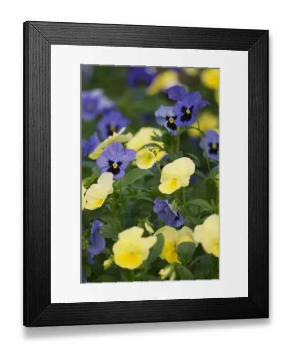Framed Print : Spring flowers along a garden path, Georgia Framed Print : Spring flowers along a garden path, Georgia