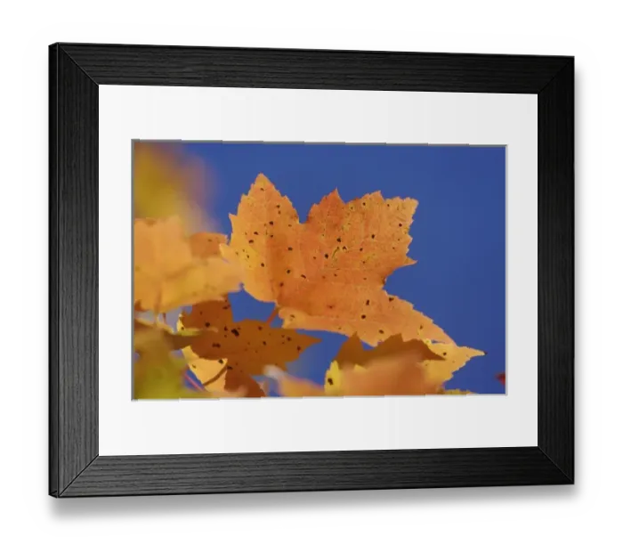 Framed Print : Autumn maple leaf and blue sky, White Mountains National Forest, New Hampshire Framed Print : Autumn maple leaf and blue sky, White Mountains National Forest, New Hampshire