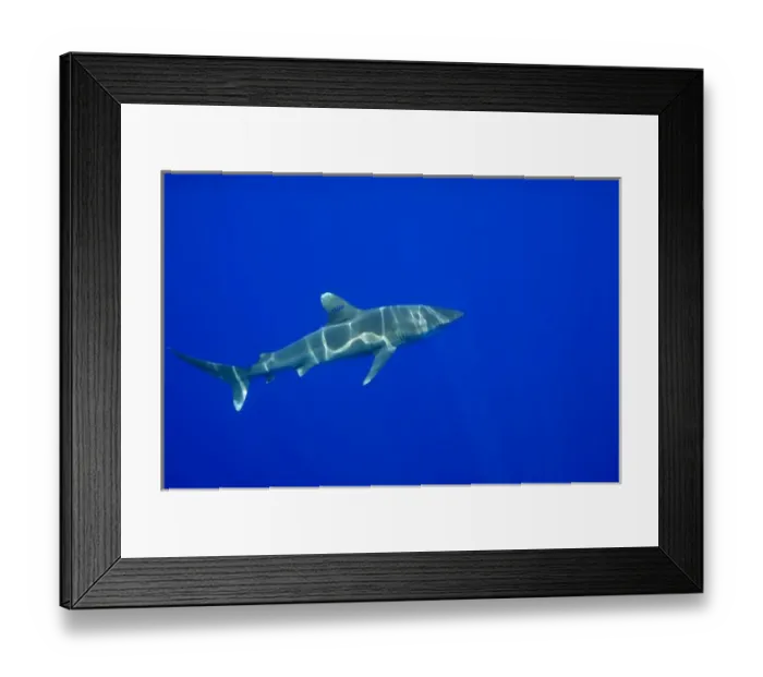 Framed Print : USA, Hawaii, Big Island, Underwater view of Oceanic White Tip Shark (Carcharhinus Framed Print : USA, Hawaii, Big Island, Underwater view of Oceanic White Tip Shark (Carcharhinus