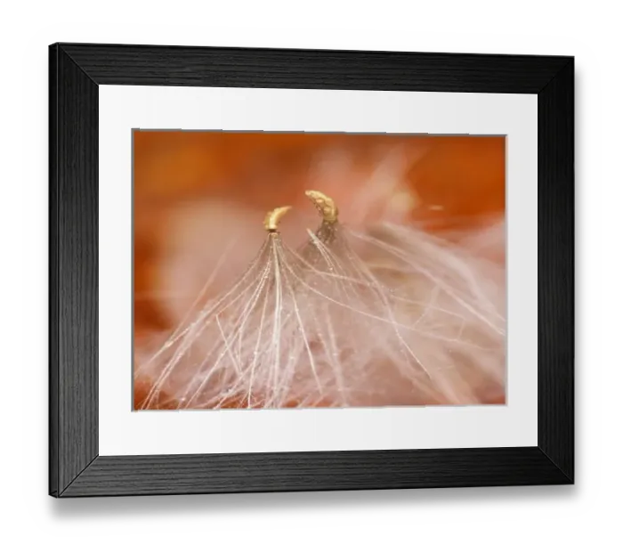 Framed Print : USA, New Hampshire, Seedheads dancing Framed Print : USA, New Hampshire, Seedheads dancing