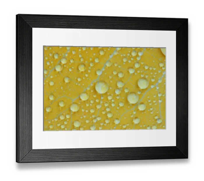 Framed Print : USA, New Hampshire, Shelburne. Drizzle magnifies veins on a birch leaf Framed Print : USA, New Hampshire, Shelburne. Drizzle magnifies veins on a birch leaf