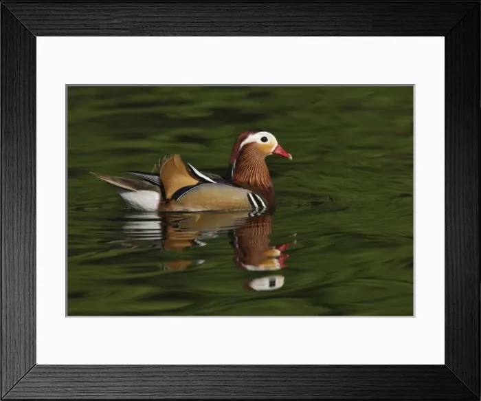 Framed Print : Male Mandarin Duck (Aix galericulata) Louisville, Kentucky Framed Print : Male Mandarin Duck (Aix galericulata) Louisville, Kentucky
