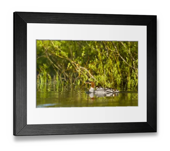 Framed Print : USA, North America, Montana Framed Print : USA, North America, Montana
