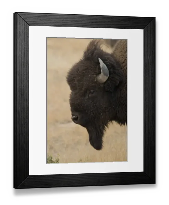 Framed Print : USA, North America, Montana