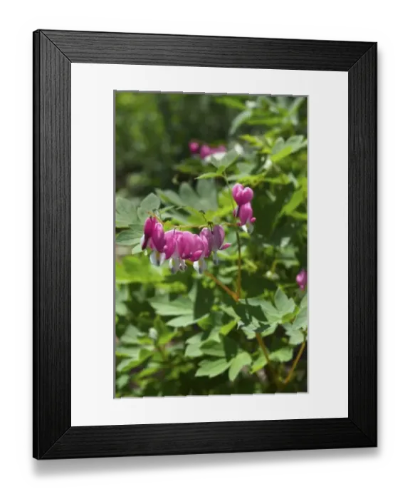Framed Print : USA; Massachusetts; Boylston; Tower Hill Botanic Garden; pink bleeding heart Framed Print : USA; Massachusetts; Boylston; Tower Hill Botanic Garden; pink bleeding heart
