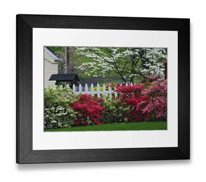 Framed Print : Pickett fence, azaleas, and flowering dogwood tree (Cornus Florida) Audubon Park neighborhood Framed Print : Pickett fence, azaleas, and flowering dogwood tree (Cornus Florida) Audubon Park neighborhood