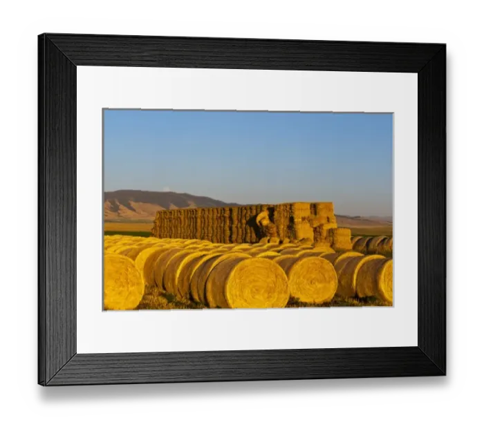 Framed Print : Stacks of hay bales as full moon rises over the Castle Mountains at the Galt Ranch Framed Print : Stacks of hay bales as full moon rises over the Castle Mountains at the Galt Ranch