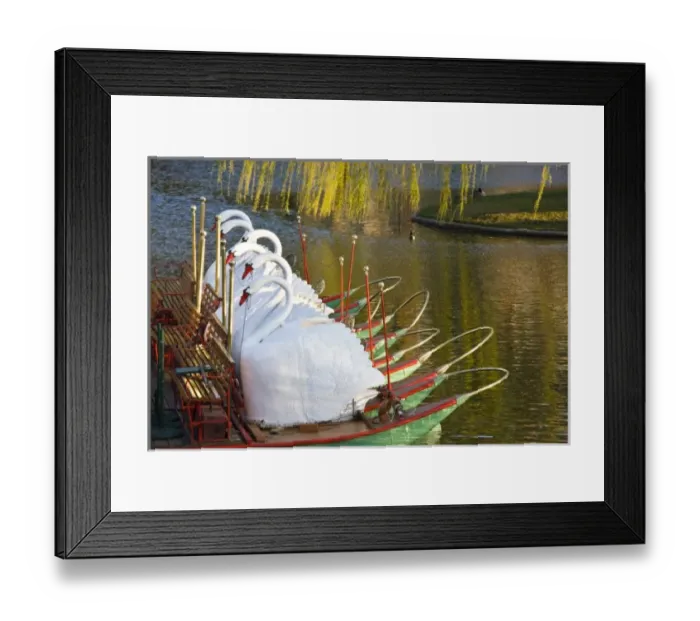Framed Print : USA, Massachusetts, Boston. Public Garden, Swanboats Framed Print : USA, Massachusetts, Boston. Public Garden, Swanboats