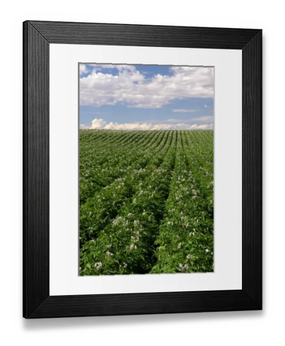 Framed Print : A potato crop in bloom near Burley, Idaho