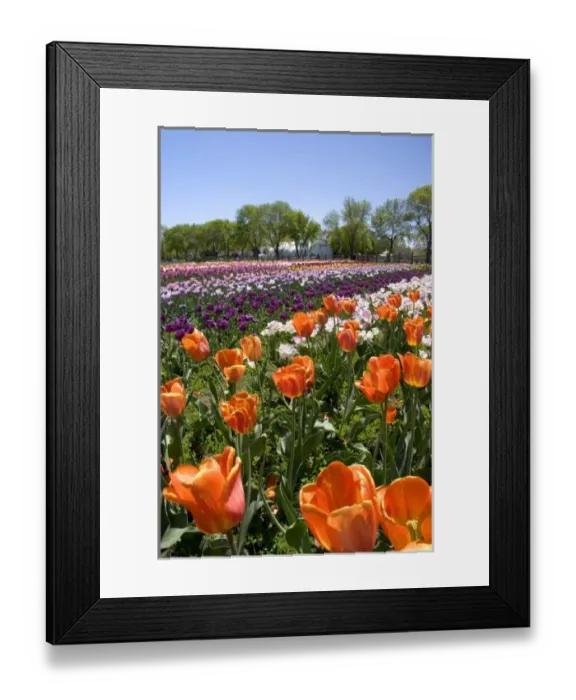 Framed Print : Windmill Island park with tulips in bloom at Holland, Michigan