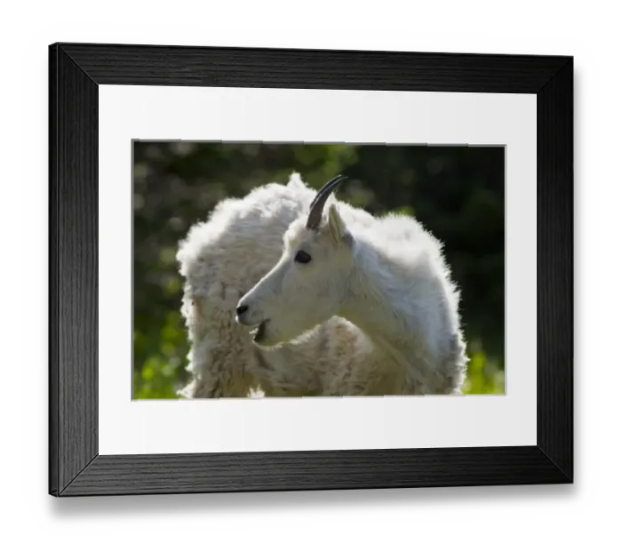 Framed Print : USA, North America, Montana