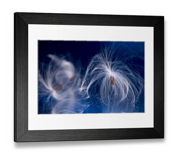 Framed Print : USA, Maine, Harpswell. Milkweed seeds on a mirror with a blue background Framed Print : USA, Maine, Harpswell. Milkweed seeds on a mirror with a blue background