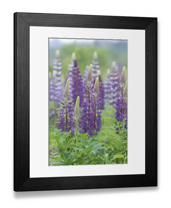 Framed Print : USA, North America, Massachusetts Framed Print : USA, North America, Massachusetts