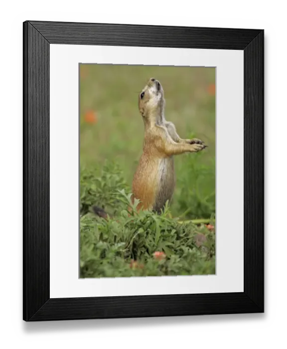 Framed Print : USA, North America, Nebraska Framed Print : USA, North America, Nebraska