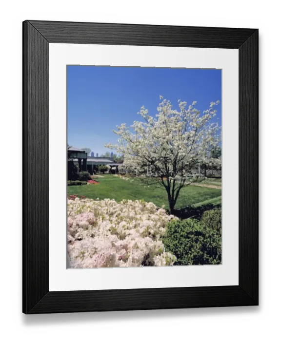 Framed Print : USA, Georgia, Atlanta. White dogwood and azaleas fill part of the Botannical Gardens in Atlanta