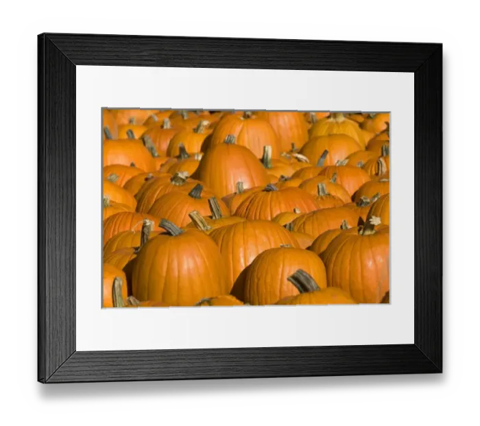 Framed Print : A display of pumpkins in the city of Concord, New Hampshire, USA Framed Print : A display of pumpkins in the city of Concord, New Hampshire, USA