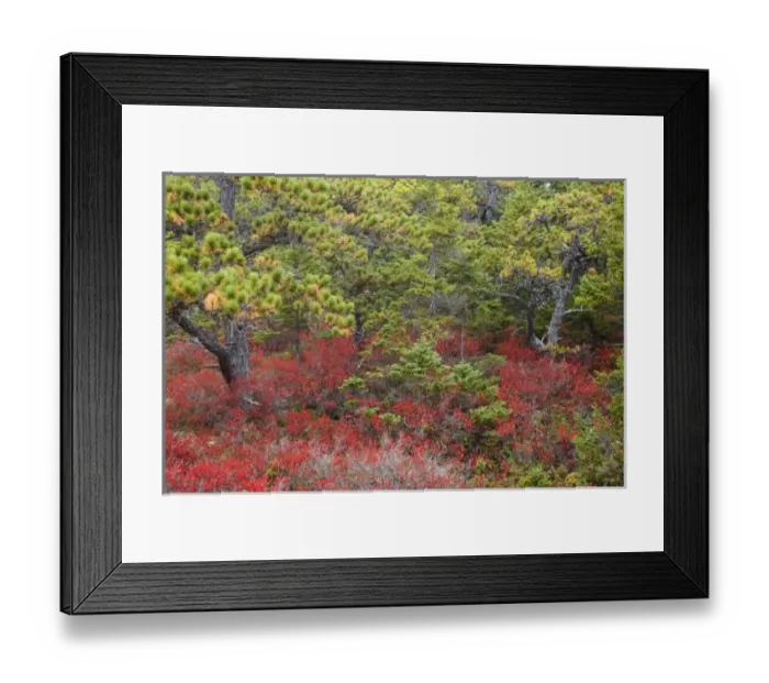 Framed Print : USA, Maine, Acadia National Park, Pines and blueberry bushes in the fall Framed Print : USA, Maine, Acadia National Park, Pines and blueberry bushes in the fall