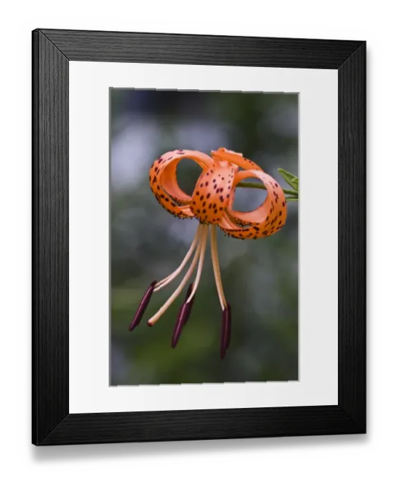 Framed Print : USA; Georgia; Savannah; Tiger lily blooming in the Spring Framed Print : USA; Georgia; Savannah; Tiger lily blooming in the Spring