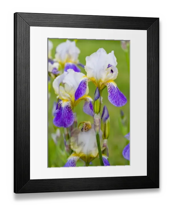 Framed Print : USA, North America, Montana Framed Print : USA, North America, Montana