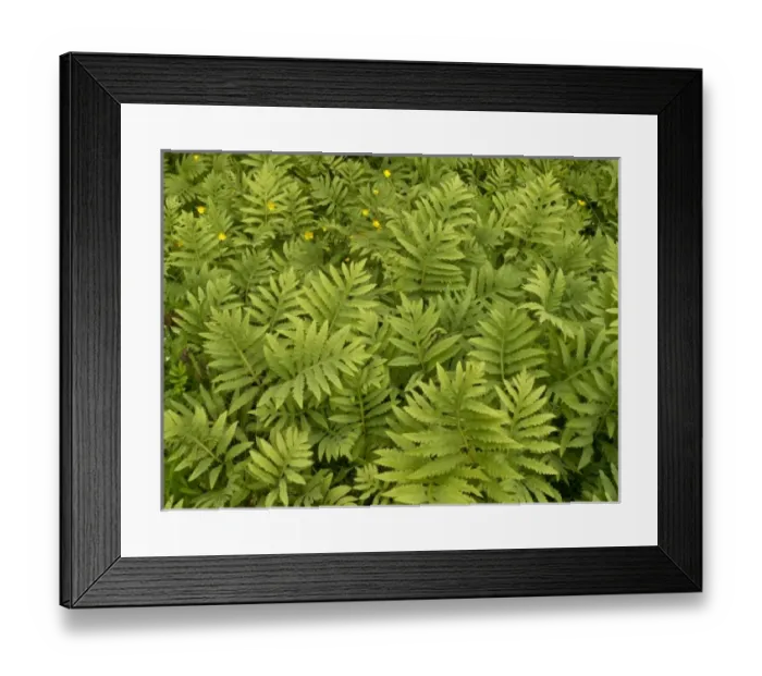 Framed Print : USA, North America, Maine Framed Print : USA, North America, Maine