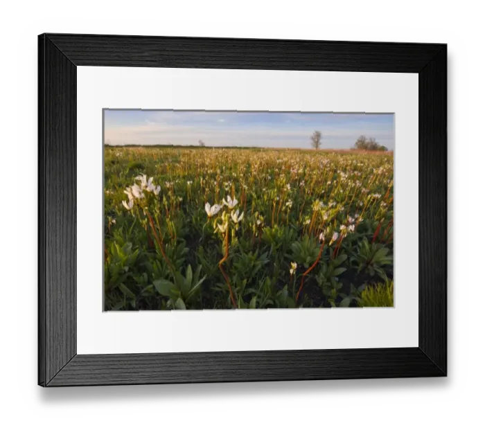 Framed Print : Shooting star wildflowers carpet the tallgrass praire remnant in the old cemetery at Weston Framed Print : Shooting star wildflowers carpet the tallgrass praire remnant in the old cemetery at Weston