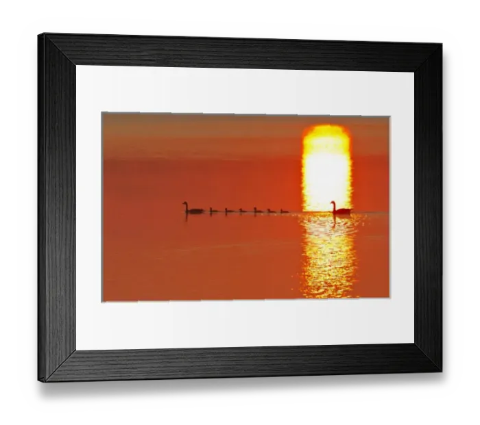 Framed Print : Family of Canada geese silhouetted by rising sun reflection in Medicine Lake National Framed Print : Family of Canada geese silhouetted by rising sun reflection in Medicine Lake National