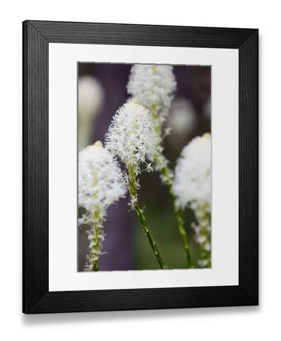 Framed Print : Beargrass blooms in summer in Glacier National Park in Montana