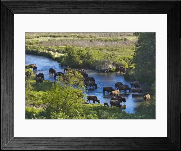 Framed Print : Bison herd crossing Mission Creek in the National Bison Range near Moiese Montana