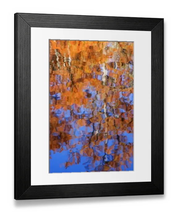 Framed Print : USA, Georgia, George Smith State Park, Reflections of cypress trees in the fall Framed Print : USA, Georgia, George Smith State Park, Reflections of cypress trees in the fall