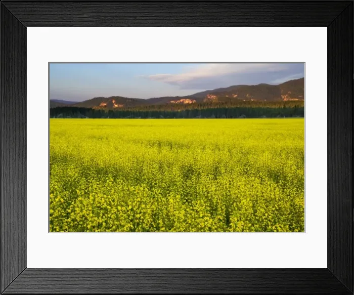 Framed Print : Field of canola in the Flathead Valley of Montana