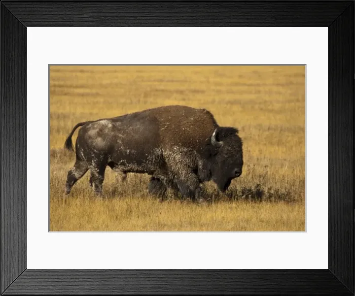 Framed Print : USA, North America, Montana Framed Print : USA, North America, Montana