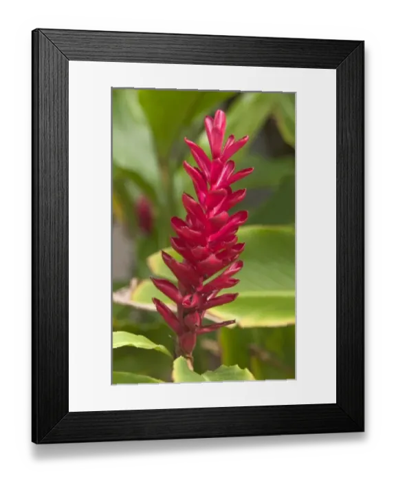 Framed Print : USA, Hawaii, Kauai, Ginger Flower. (RF) Framed Print : USA, Hawaii, Kauai, Ginger Flower. (RF)